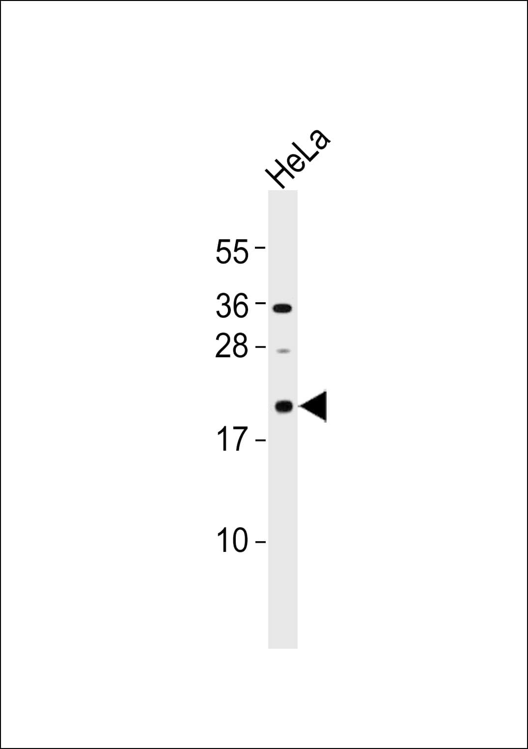 MRPL12 Antibody