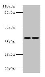 ANXA2 / Annexin A2 Antibody