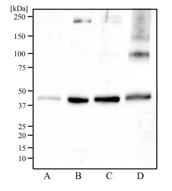 IDH2 Antibody (aa375-452)