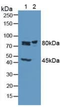 PFKM / PFK-1 Antibody (aa2-390)