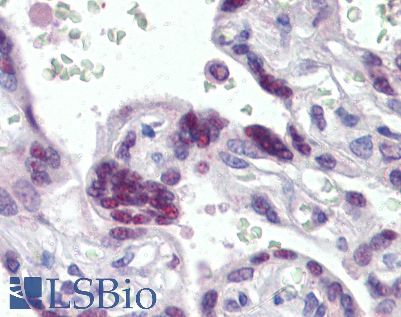 IHC-plus™ MORF4L1 / MRG15 Antibody (aa2-14)