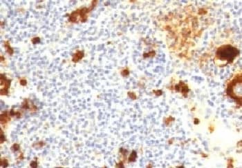 FUT4 / CD15 Antibody (clone CDLA15-1, Azide-free, BSA-free)