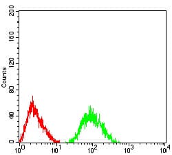 GRM7 / MGLUR7 Antibody (clone 7G8A2)