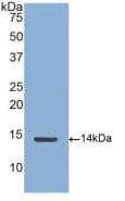 CTGF Antibody (aa248-349)