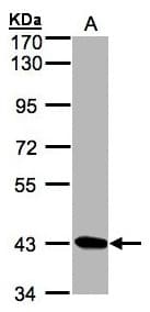 DRAK1 / STK17A Antibody (aa1-231)