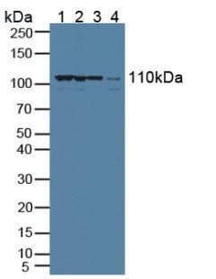 XPO1 / CRM1 Antibody (aa917-1071, PE)