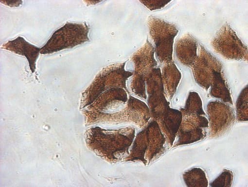 IDO1 / IDO Antibody (clone UMAB252)