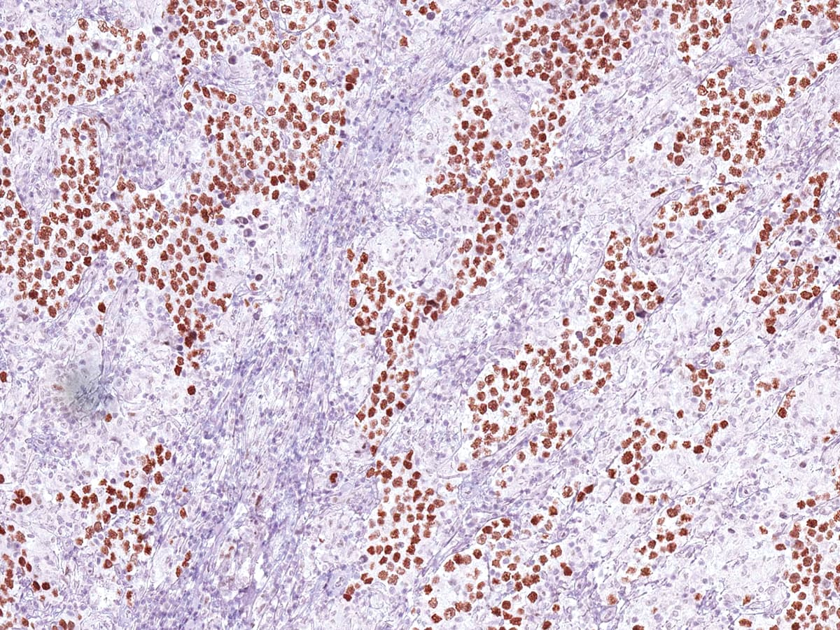 NANOG Antibody (Ready-to-Use)