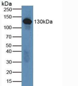 Complement C6 Antibody (aa682-934, FITC)