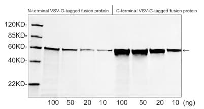 VSV-g Tag Antibody (VSV-G epitope)