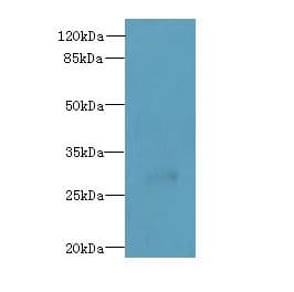 UNC50 Antibody