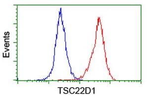 TSC22D1 / TSC22 Antibody (clone OTI4H8)