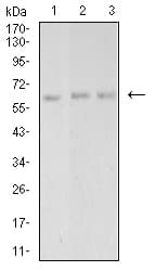 PAK3 Antibody (clone 4G8A5)