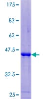 Human IFT20 Protein (Recombinant GST)