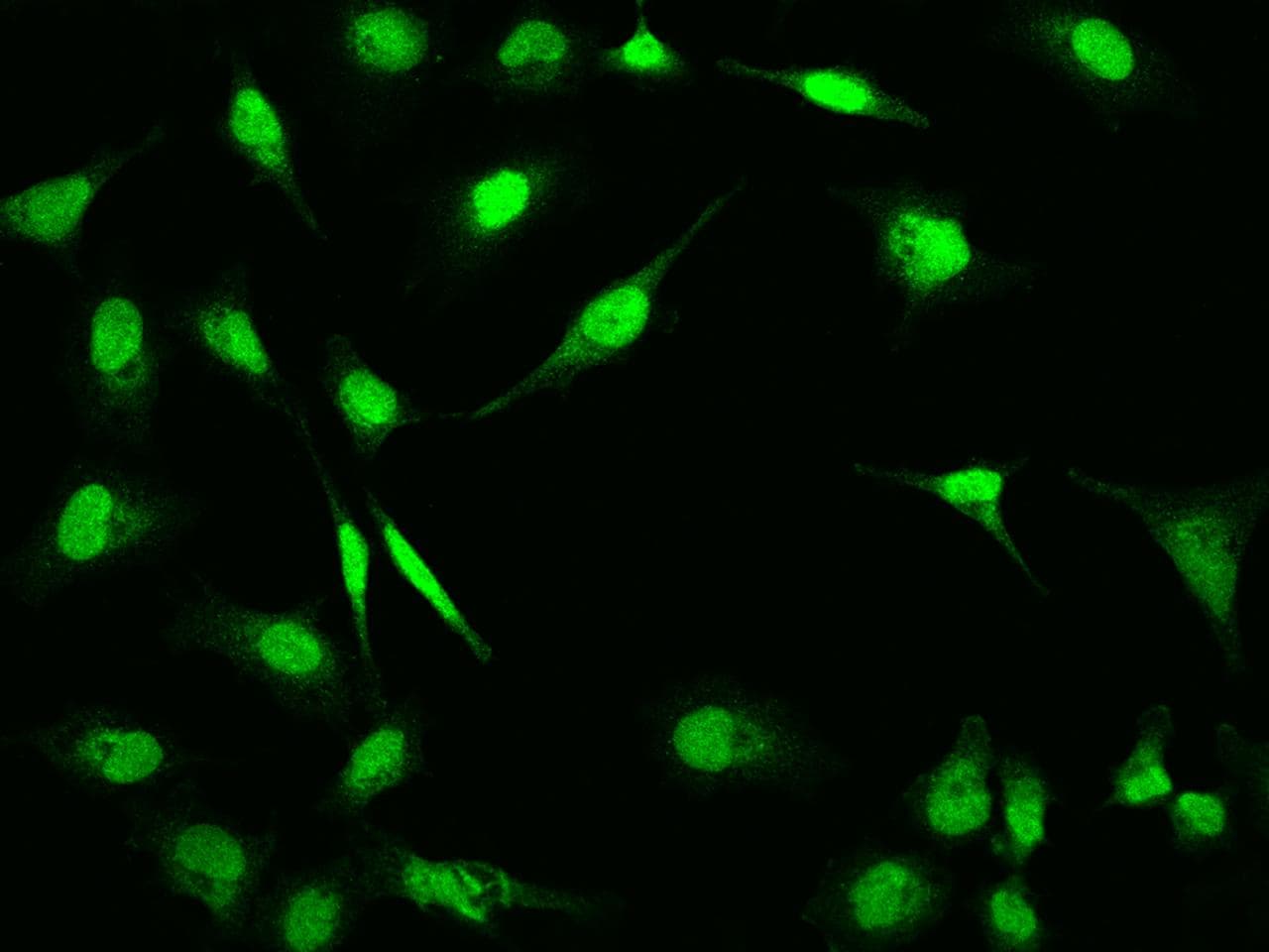 Polyclonal Rabbit anti-Human RNF113A Antibody (IHC, IF)