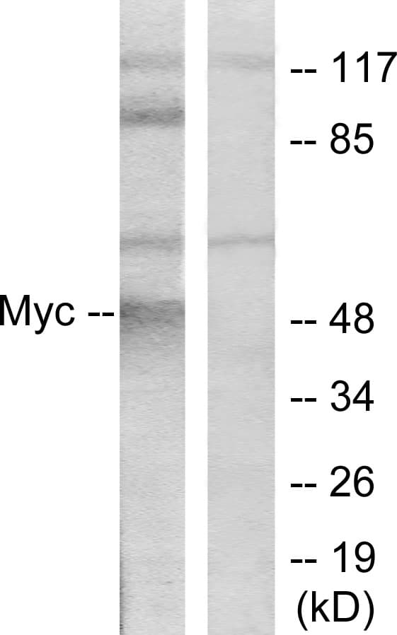 PathPlus™ MYC / c-Myc Antibody (aa25-74)