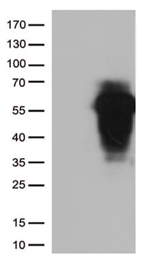 HOXA2 Antibody (aa57-319, clone OTI10B10)