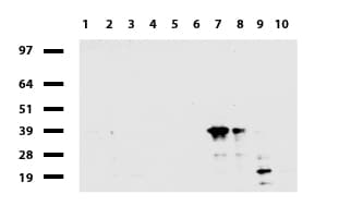 JUN / c-Jun Antibody (clone UMAB67)