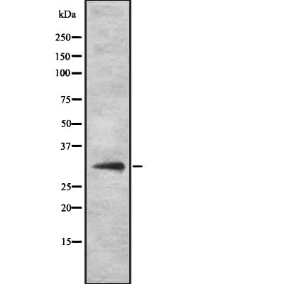 PITX3 Antibody