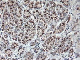 SLA2 / SLAP2 Antibody (clone OTI3E3)