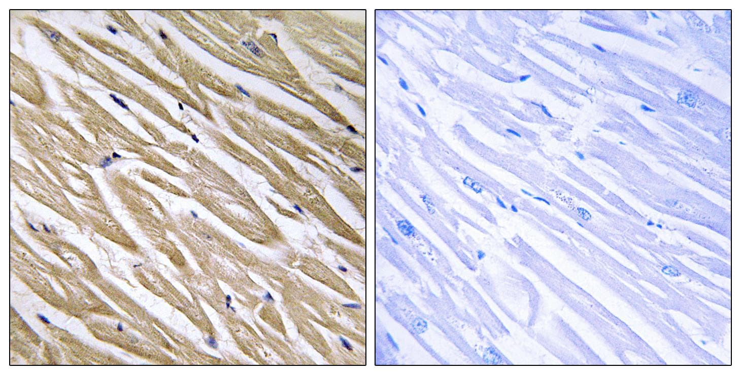 C5orf13 Antibody
