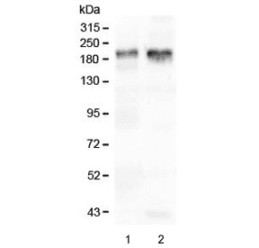 IQGAP1 Antibody