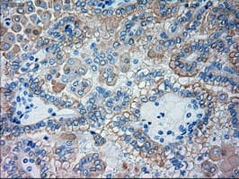 GSC / Goosecoid Antibody (aa107-257, clone OTI1D7, Carrier-free)