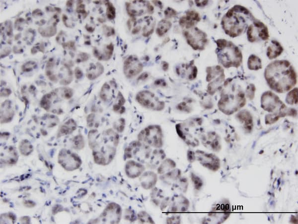 Monoclonal Mouse anti-Human STK40 Antibody (clone 4G3, IHC, WB)