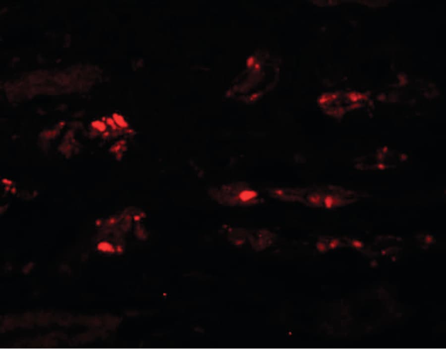 IHC-plus™ STOX2 Antibody