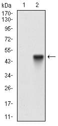 Monoclonal Mouse anti-Human ALCAM / CD166 Antibody (clone 8E12C7, aa48-216, IHC, IF, WB)