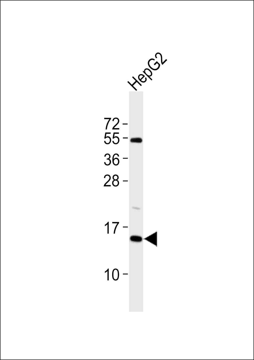 Polyclonal Rabbit anti-Human SF3B6 / SF3B14 Antibody (WB)