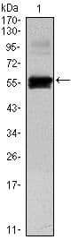 Monoclonal Mouse anti-Human PAX6 Antibody (clone 1C8, WB)