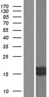 Human IGF1 Protein (Over-Expression Lysate Myc-DDK (Flag))