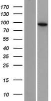EXOC6B Protein (Over-Expression Lysate Myc-DDK (Flag))