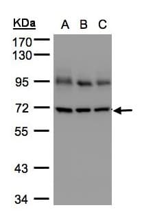 IHC-plus™ LMNB1 / Lamin B1 Antibody (aa289-574)