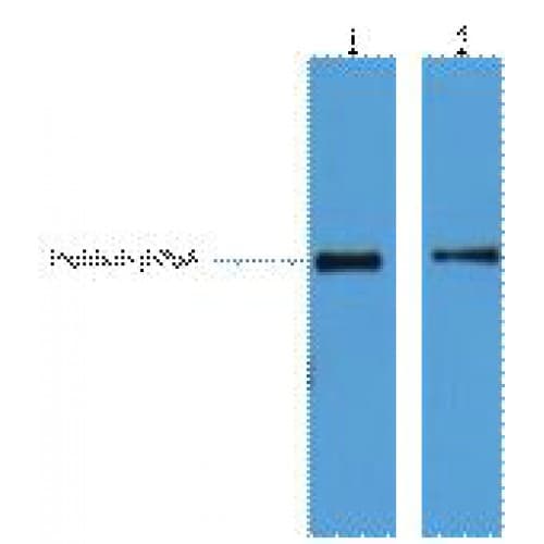 His Tag Antibody (clone 4E6)