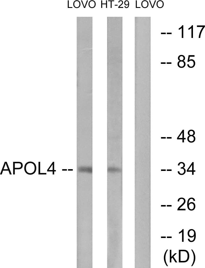 APOL4 / Apolipoprotein L 4 Antibody (aa301-350)