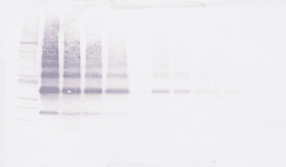 VEGFB Antibody (Biotin)