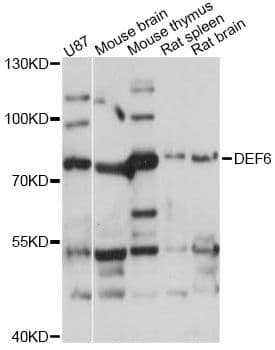 DEF6 Antibody