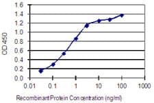 Monoclonal Mouse anti-Human GJA8 / CX50 / Connexin 50 Antibody (clone 8A10, WB)