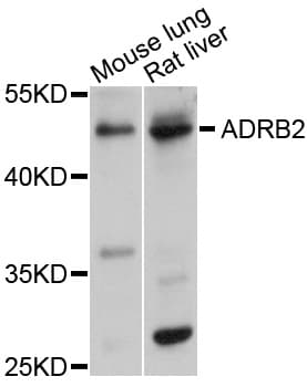 ADRB2 Antibody
