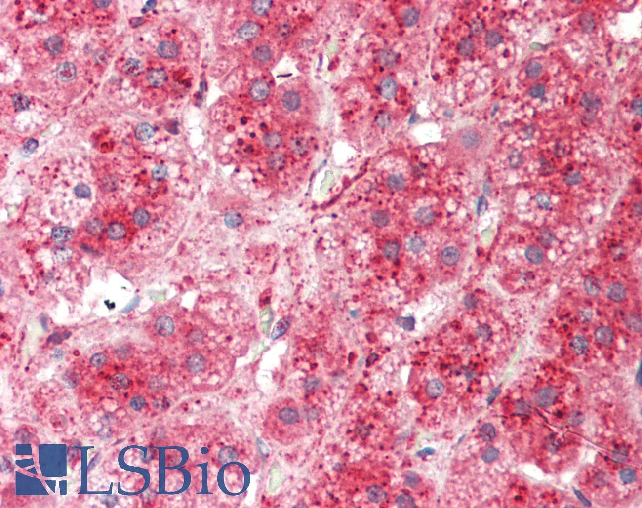 BRCC45 / BRE Antibody (C-Terminus)