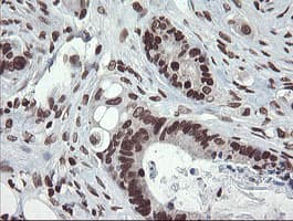 CHN1 Antibody (clone OTI2G6)