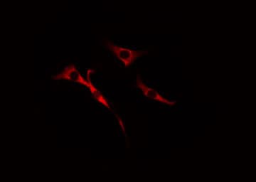 Polyclonal Rabbit anti-Human CDC37L1 Antibody (IF, WB)