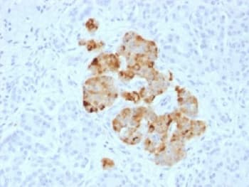CHGA / Chromogranin A Antibody (Azide-free, BSA-free)