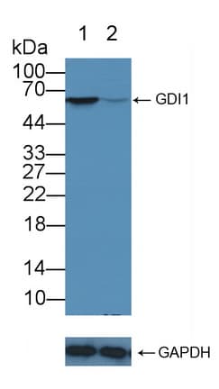 GDI1 Antibody (aa1-274)