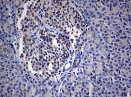 PEG3 Antibody (aa1-364, clone OTI1E10, Carrier-free)