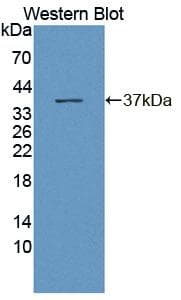 BPNT1 Antibody (PE)