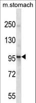 EPHA1 / EPH Receptor A1 Antibody (aa339-366)