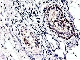 PRMT2 Antibody (clone OTI1A3)